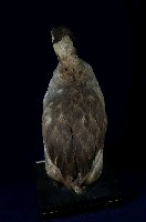 冠鷿鷈藏品圖，第9張